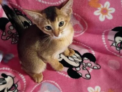 Ruddy Nutmeg - Abyssinian - Gallery Photo #1