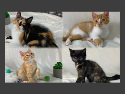 Persian And Siamese Mix Kittens - Persian - Gallery Photo #1