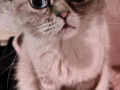 Cyan Female Persian - Persian - Gallery Photo #1