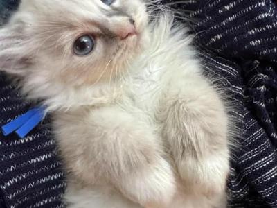 Purebred Bicolor With Blaze Male Ragdoll Kitten - Ragdoll - Gallery Photo #1