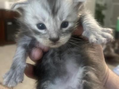 George Meowington - Maine Coon - Gallery Photo #1