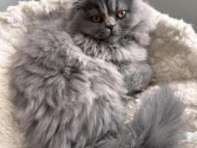 Comet - Scottish Fold - Gallery Photo #1