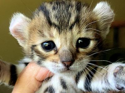 Family Litter - Highlander - Gallery Photo #1