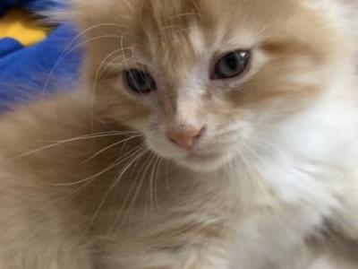 Kuku - Maine Coon - Gallery Photo #1