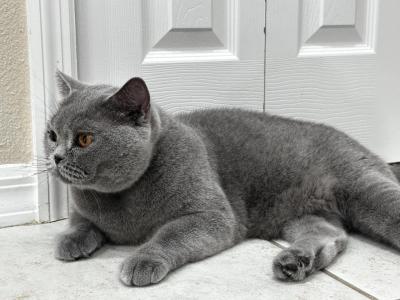 Pamela - British Shorthair - Gallery Photo #1