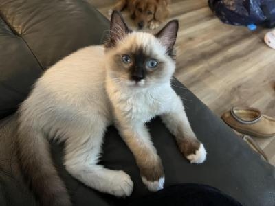 Percy - Ragdoll - Gallery Photo #1
