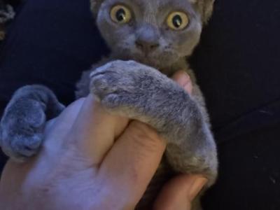 Bluey - Devon Rex - Gallery Photo #1