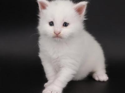Diamond - Maine Coon - Gallery Photo #1