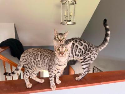Bonded Brothers - Bengal - Gallery Photo #1