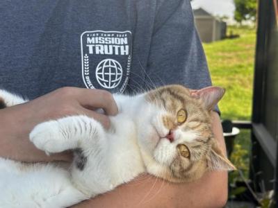 Janet - British Shorthair - Gallery Photo #1