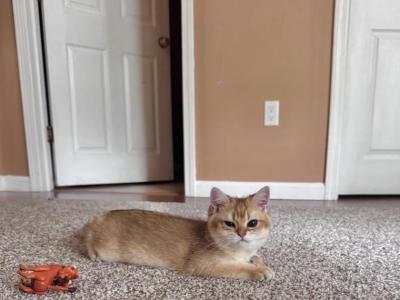 Simba - Scottish Straight - Gallery Photo #1