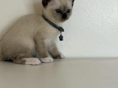 Gray Collar - Siamese - Gallery Photo #1