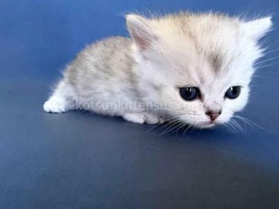 Edward Mini  Munchkin Silver Shaded Short Leg - Munchkin - Gallery Photo #1