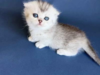 Evangeline Mini Munchkin Fold Girl Short Legs - Munchkin - Gallery Photo #1
