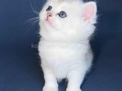 Evan Silver Shaded Chinchilla British Shorthair - British Shorthair - Gallery Photo #1