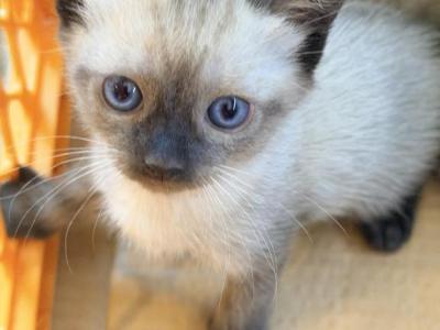 Siamese Female - Siamese - Gallery Photo #1