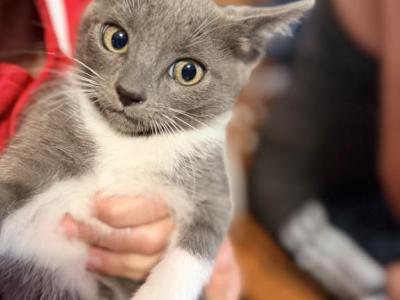 Russian Blue And Siamese Male - Domestic - Gallery Photo #1
