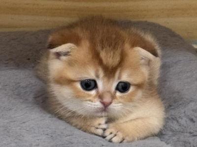Scottish - Scottish Fold - Gallery Photo #1