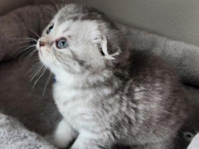 Boss - Scottish Fold - Gallery Photo #1