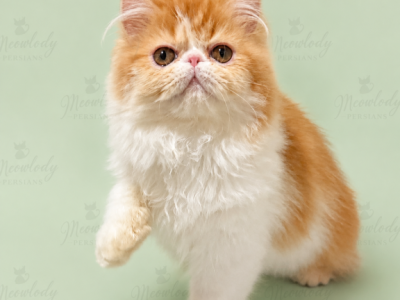 Peele - Persian - Gallery Photo #1