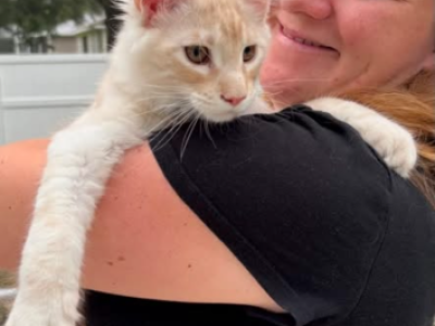 Cream Male - Maine Coon - Gallery Photo #1