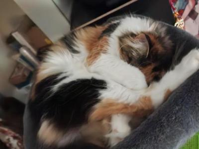 Sasha - Maine Coon - Gallery Photo #1