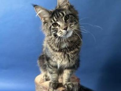 Misty - Maine Coon - Gallery Photo #1
