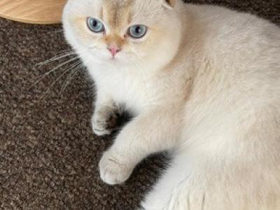 Charlie - Scottish Fold - Gallery Photo #1