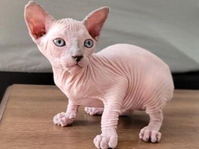 Felix - Sphynx - Gallery Photo #1