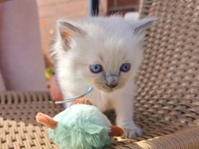 Molly - Ragdoll - Gallery Photo #1
