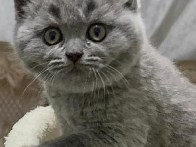 Daisy - British Shorthair - Gallery Photo #1