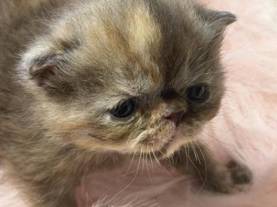 Exotic Tortie Female - Exotic - Gallery Photo #1