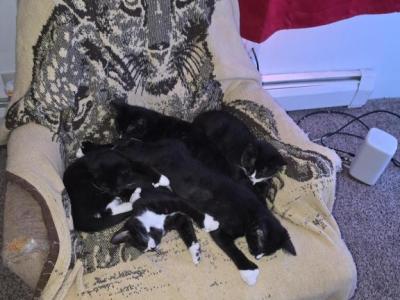 Lightnings Kittens - Domestic - Gallery Photo #1