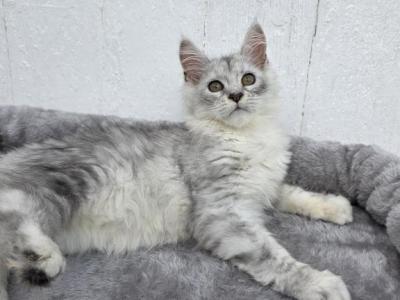 Jasmine Reserved - Maine Coon - Gallery Photo #1