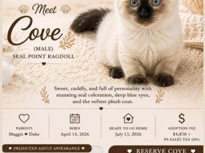 COVE Seal Point - Ragdoll - Gallery Photo #1