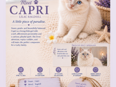 Capri Lilac Collection - Ragdoll - Gallery Photo #1