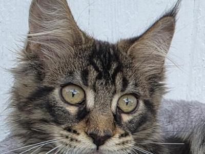 Atlas - Maine Coon - Gallery Photo #1