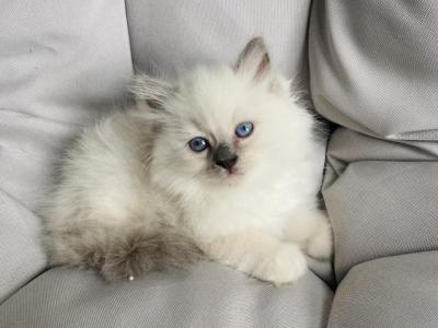 Sophia - Ragdoll - Gallery Photo #1
