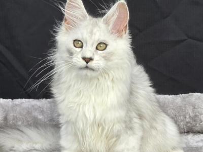 Grace Reserved - Maine Coon - Gallery Photo #1