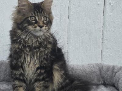 Leo - Maine Coon - Gallery Photo #1