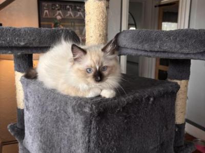 REEF Seal Mitted - Ragdoll - Gallery Photo #1