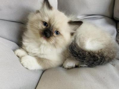 Ruby - Ragdoll - Gallery Photo #1