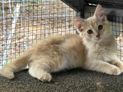 Sherbert - Minuet - Gallery Photo #1