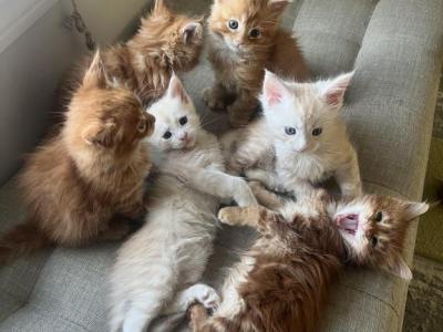 Polydactyl Kittens - Maine Coon - Gallery Photo #1