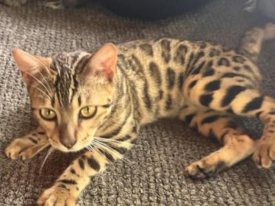 Lola - Bengal - Gallery Photo #1