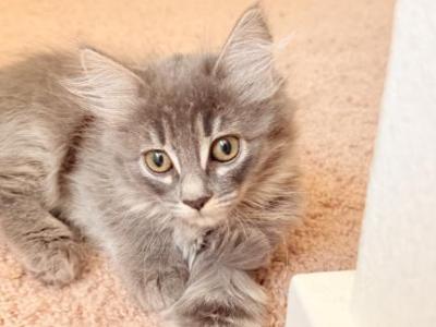 Kitty - Maine Coon - Gallery Photo #1