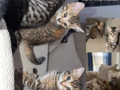 3 Kittens Ready For There New Homes - Bengal - Gallery Photo #1