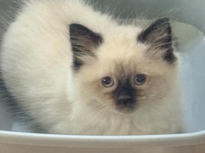 Baby F - Ragdoll - Gallery Photo #1