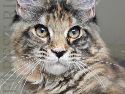 Florielle Forest Rich - Maine Coon - Gallery Photo #1