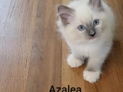 Azalea - Ragdoll - Gallery Photo #1